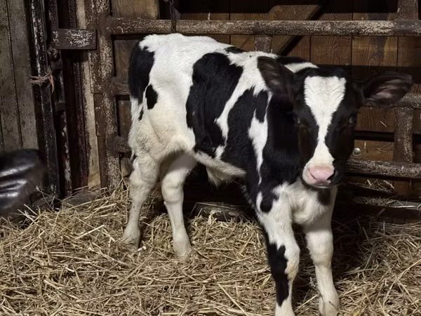 Bull, Russian Black pied cattle — Poland