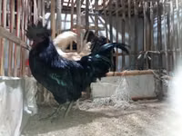 Chickens — 1. fotó