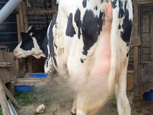 गाय, गोलस्टीन नस्ल