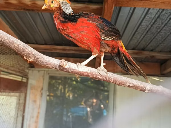 Chickens — Kârgâzstan