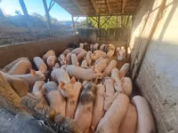 Kanec, Prasata — foto 2