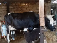 பசு, Russian Black pied cattle — புகைப்படம் 6
