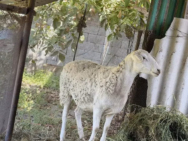 Ram, Sheep — Kazakhstan
