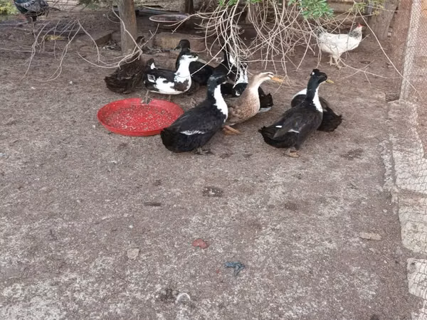 Ducks — আজারবাইজান