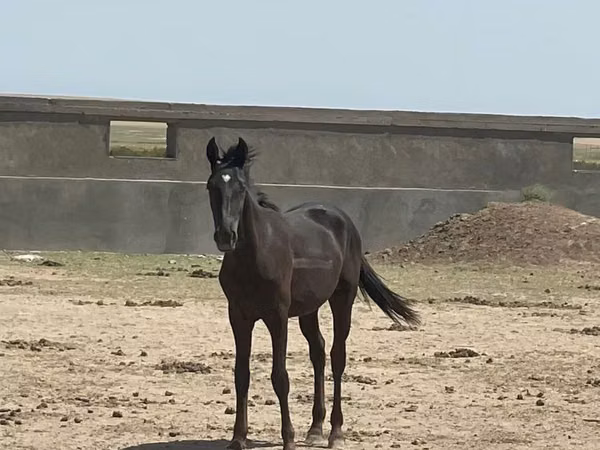 اسب نر, Kazakh horse