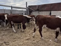 公牛, Simmental cattle — 照片 4