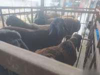 ஆண் ஆடு, Blackheaded Persian sheep — புகைப்படம் 2