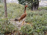 Chickens — fotografija 2