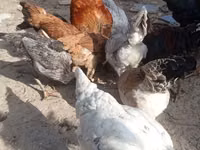 Chickens — รูปภาพ 3