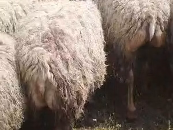 Pecora, Pecore — Azerbaigian