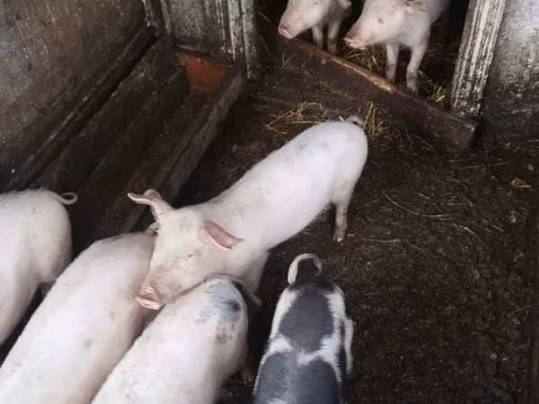 Boar, Pigs — Moldova