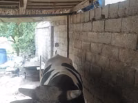 Bull, Russian Black pied cattle — photo 4