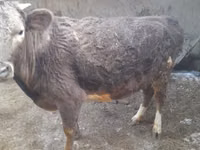 Vache, Swiss cattle — photo 1