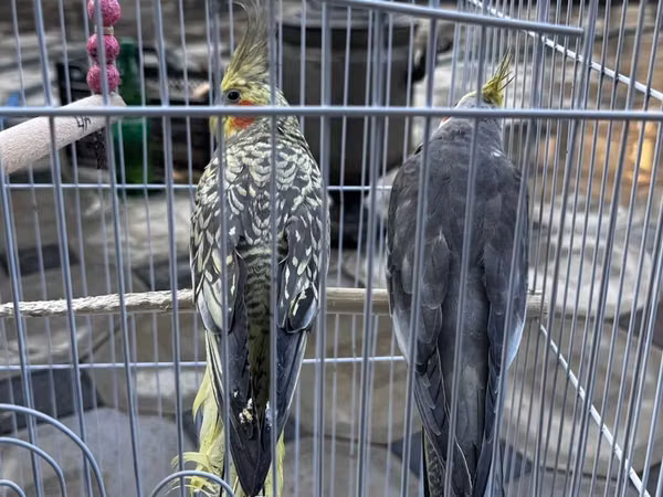 Nimfa (Cockatiel) cütlüyü və qəfəs dəsti - Növ: Nimfa tutuquşusu