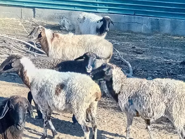 Sheep, Sheep