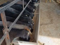 ஆண் ஆடு, ஆடுகள் — புகைப்படம் 3