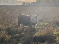 公牛, Russian Black pied cattle — 照片 6