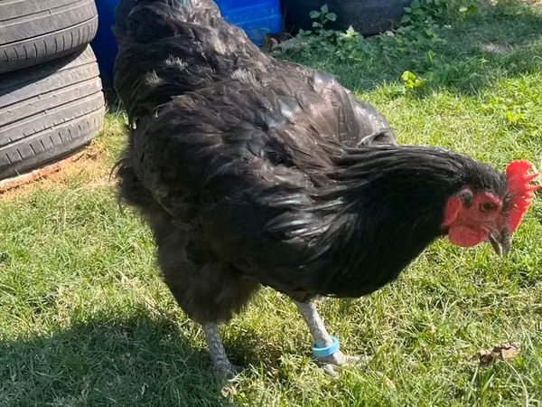 Australorp