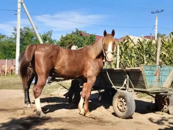 Mare, Horses — Moldova