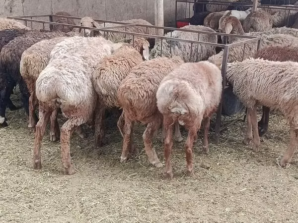 Ram, Sheep — Kyrgyzstan