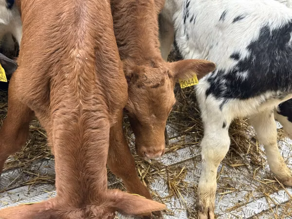 Lembu ternakan (lot, jantina tidak dinyatakan), Cattle