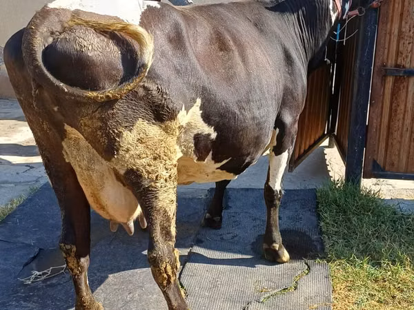 Cow, Alatau breed