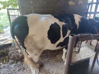Cow, Russian Black pied cattle — photo 1