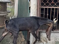 Koza, Kamori goats — foto 4