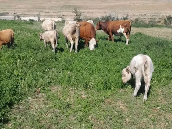 Cow, Latvian Blue cattle — Kazakhstan