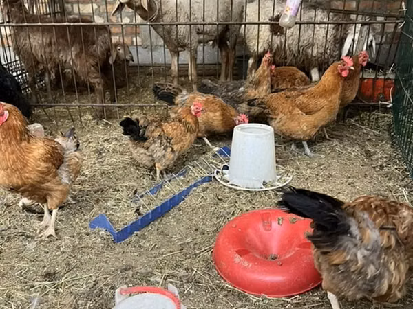 Chickens — Kirgistaan