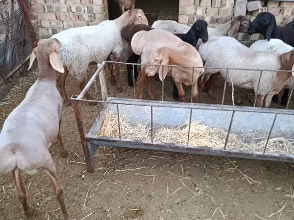 Ovan, Arashan sheep — Киргистан