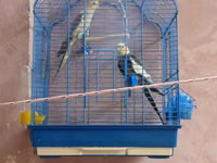 Növ: Nimfa (Cockatiel) cütlük Təsvir: Şəkillərdə göründüyü kimi iki — φωτογραφία 1