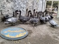 Domestic Muscovy — photo 5