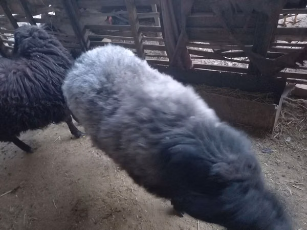 Ram, Sheep — Kazakhstan