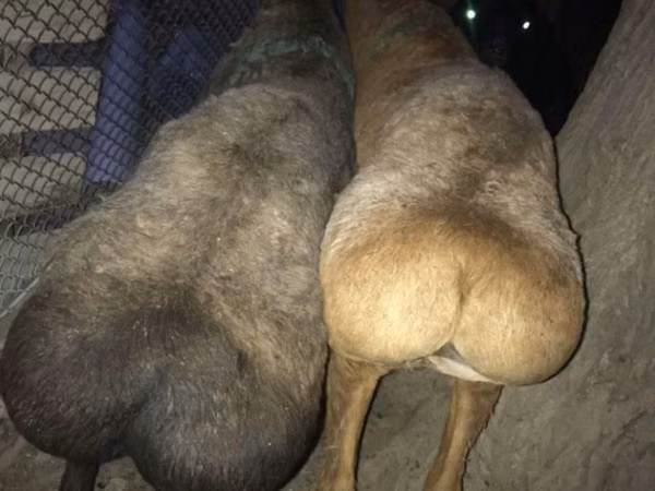 Ram, Sheep — Kazakhstan