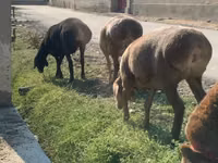 भेड़ें (लॉट, लिंग निर्दिष्ट नहीं), Arashan sheep — फ़ोटो 1