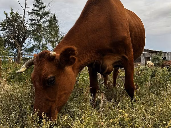 Cow, Cattle — Kazakhstan