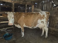 Cow, Simmental cattle — photo 2