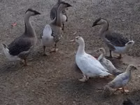 Geese — foto 3