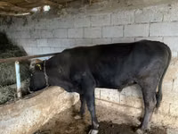 Bull, Aberdeen-Angus — photo 2