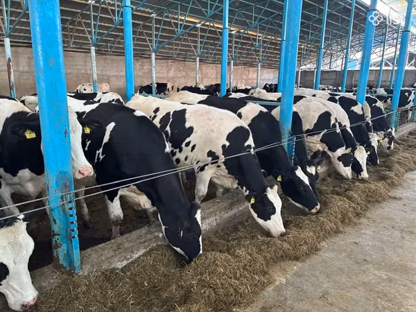 பசு, Russian Black pied cattle — அர்மேனியா