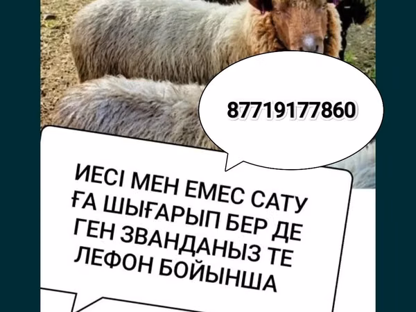Sheep, Sheep — Kazakhstan