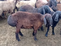 公羊, Edilbay sheep — 照片 1