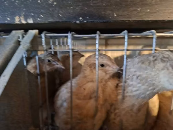 Quails