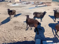 Sheep, Sheep — photo 3