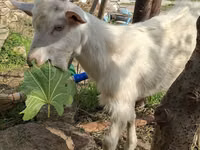 Goats (batch, sex not specified), Saanen goat — photo 3