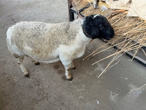Ram, Dorper sheep