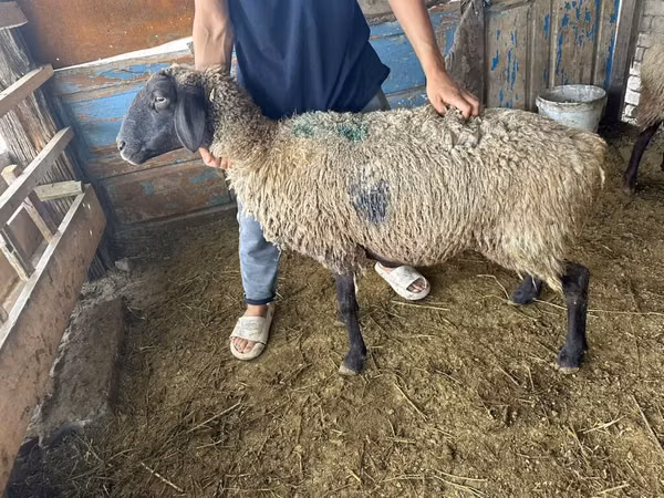 Sheep, Hissar sheep — Kyrgyzstan