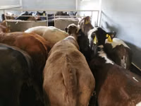ወንድ በሬ, Aberdeen-Angus — ፎቶ 5