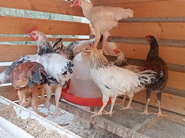 Chickens — Kyrgyzstan